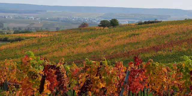 Der Herbst hat das Burgenland fest im Griff.  | Foto: Sauer