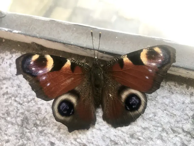 Schmetterlinge, wie das Tagpfauenauge überwintern gerne auf Dachböden. © H. Kurz