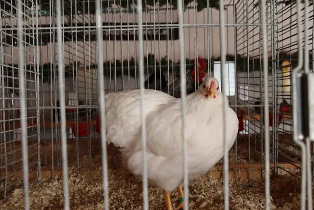 Foto: Alejandra Ortiz