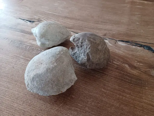 Versteinerte Muscheln am Ruster Hotter am Feld gefunden.  | Foto: MeinBezirk/Anna Triebaumer