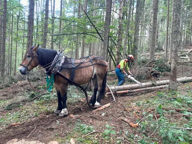 Für die Schadholzaufarbeitung setzen die Bundesforste standardmäßig auf moderne Forsttechnik mit Seilkran oder Traktor. Ergänzend kommen in speziellen Fällen Rückepferde zum Einsatz | Foto: Rudolf Mayrhofer, ÖBf