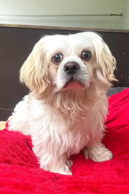 Ein Hundeblick, der zu Tränen rührt: Lorax ist ein süßer kleiner "Grantler". | Foto: Arche Wels