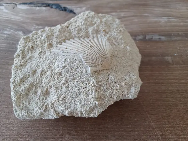 Versteinerte Muscheln und andere Fossilien können im Nordburgenland gefunden werden. Sie sind Rückstände eines großen Urmeeres.  | Foto: MeinBezirk/Anna Triebaumer