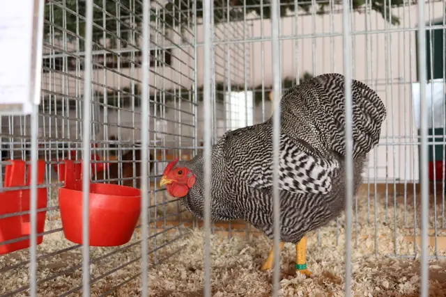 Foto: Alejandra Ortiz