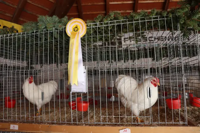 Acht Ausstellerinnen und Aussteller präsentierten ihre besten Tiere: Kaninchen mit seidigem Fell, Hühner mit buntem Gefieder, Tauben mit elegantem Gang. | Foto: Alejandra Ortiz