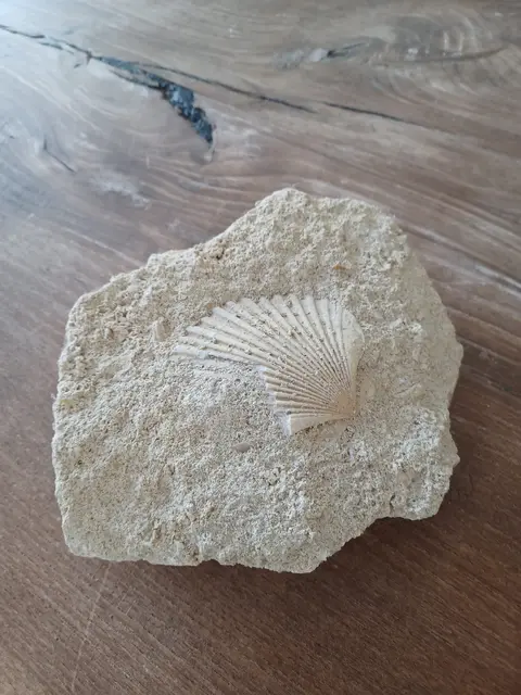 Foto: MeinBezirk/Anna Triebaumer