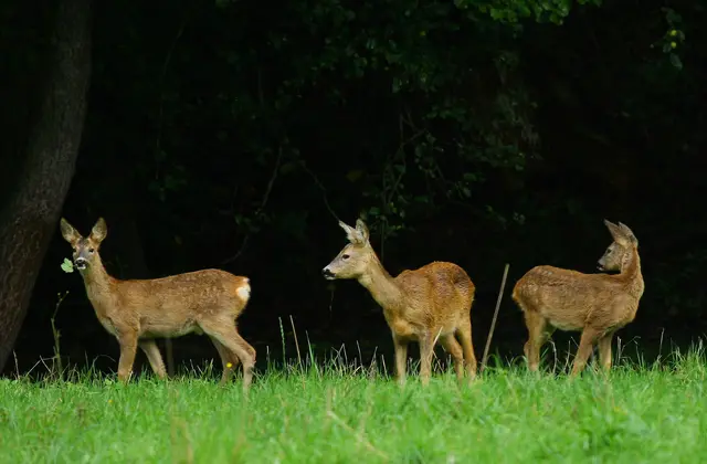 Rehe sind aktuell viel unterwegs – nicht selten auch in der Nähe von Straßen. | Foto: Smarterpix/Fotopeter