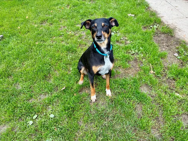 Die charmante Raika freut sich auf ihre neue Familie.  | Foto: Tierheim Linz