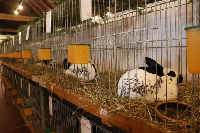 Und wer sich verliebt hat – konnte sogar Tiere kaufen!
Mehrere Hühner und Kaninchen fanden ein neues Zuhause.  | Foto: Alejandra Ortiz