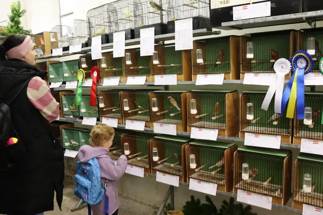 Acht Vereinsmitglieder stellten ihre schönsten Tiere vor. Von prachtvollen Hähnen mit glänzendem Gefieder über flauschige Kaninchen bis hin zu seltenen Rassen – die Besucher kamen aus dem Staunen kaum heraus. | Foto: Alejandra Ortiz