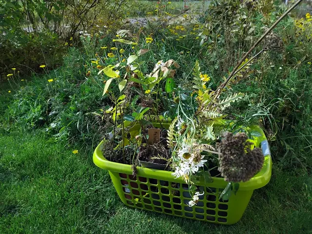 Gartenfreunde tauschten Stauden, Samen und Setzlinge. | Foto: Klar Göllersbach