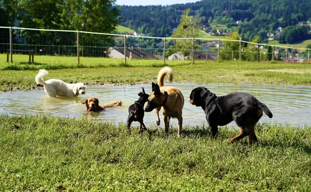 Die neue Hundewiese wird in Voitsberg schon gut angenommen. | Foto: Stadtgemeinde Voitsberg