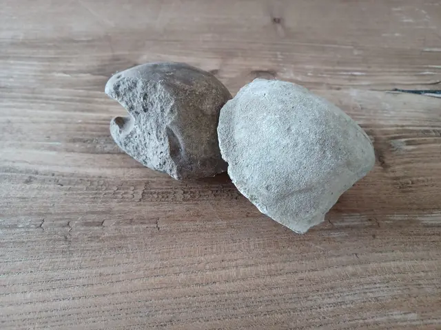 Solche und andere Fossilien führten wohl zu früheren Zeiten zu Verwunderung und Volksmärchen im heutigen Nordburgenland.  | Foto: MeinBezirk/Anna Triebaumer