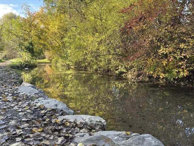 Frühestens in drei Jahren wird im Warmbach gebaggert. Die Zierfische, die hier auch die Winter überdauern, sind aber nicht in Gefahr. | Foto: MeinBezirk.at