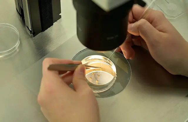 researcher inspecting the extracted eggs prior to the freezing procedure at a fertility research lab. | Foto: YELIM LEE / AFP / picturedesk.com
