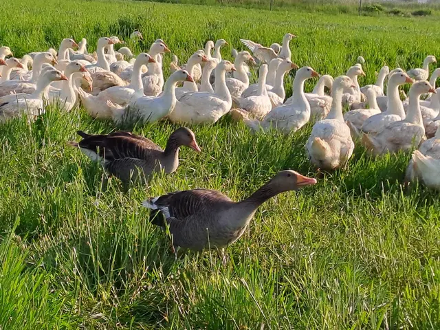 Die durchschnittliche Gastro-Gans wiegt vier Kilogramm. | Foto: Petra Schreiber
