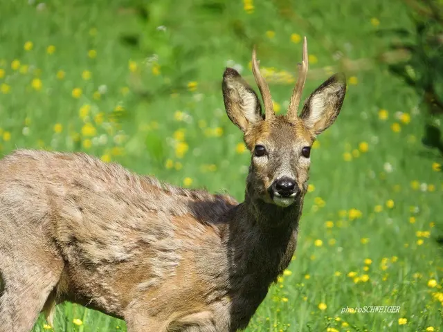 Nach einem Wildunfall sollten Autofahrer die Unfallstelle sichern, die Polizei verständigen und lebendes Wild nicht anfassen. | Foto: Doris Schweiger