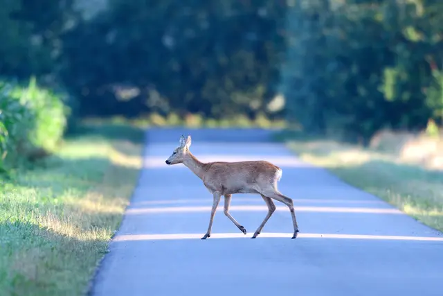 Rehe sind am stärksten von Wildunfällen betroffen. | Foto: Michael Migos