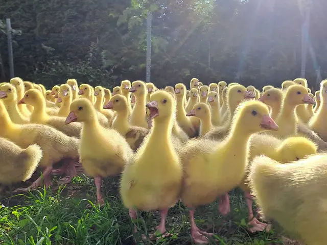 Als "Tageskücken" kommen die Gänse zu Petra Schreiber. | Foto: Petra Schreiber