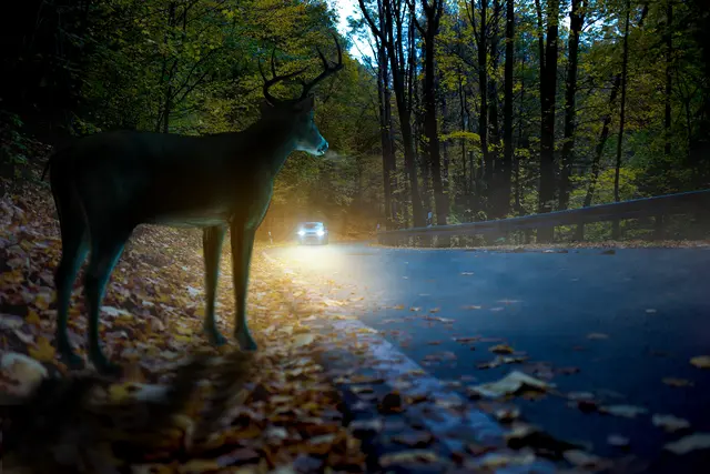 Schlechte Sicht und vermehrter Wildwechsel sind in den Herbstmonaten eine gefährliche Kombination für alle Verkehrsteilnehmer. | Foto: Adobe.Stock.com/mediaparts