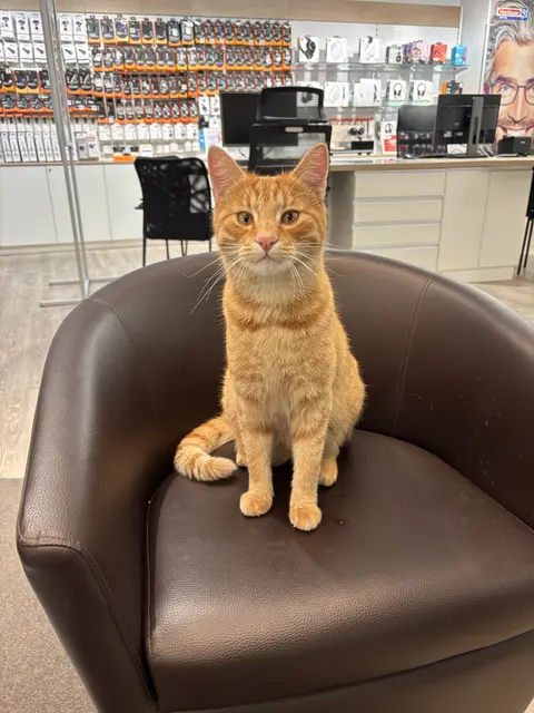 Kater Larry ist bereits eine kleine Berühmtheit in St. Pölten. Ja - er hat einen Besitzer uns ist kastriert. | Foto: Tanja Handlinger