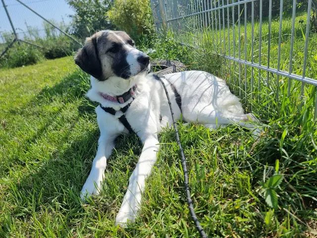 Wer sich auf Lilly einlässt, braucht Geduld – wird aber mit einer treuen, dankbaren Begleiterin belohnt, die einfach nur geliebt werden möchte. | Foto: Tierheim Ternitz