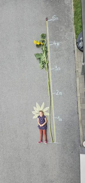 Die höchste Sonnenblume Tirols kommt aus Schönwies. | Foto: Grünes Tirol