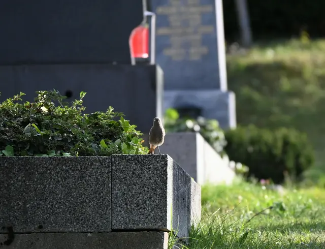 Wenn man am Friedhof entlanggeht und sich die Grabsteine genauer ansieht, merkt man, jeder ist individuell.  | Foto: Zuzana Kobesova; ebird.com /Symbolfoto
