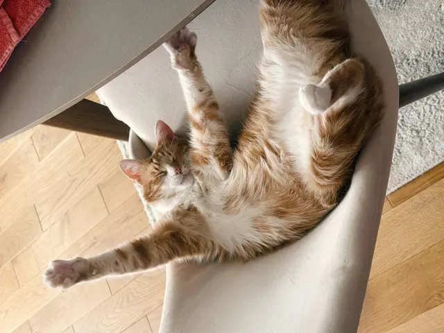 Bei aller Katzenliebe: Nicht jeder Mensch möchte gerne mit der Samtpfote kuscheln und spielen. | Foto: Pexels/xanai nai