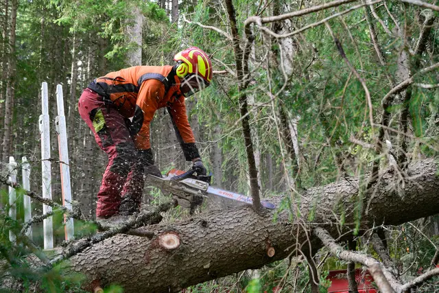 Christbaumernte im Raurisertal im ÖBf-Forstrevier Taxenbach (Salzburg). | Foto: oebf/W. Simlinger