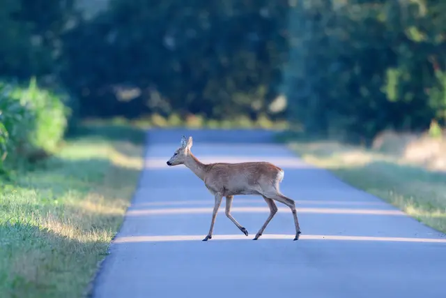 Rehe sind von Wildwechsel-Unfällen am stärksten betroffen. | Foto: M. Migos
