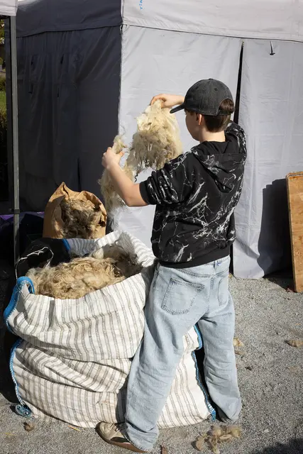 Wolle als Baustoff. | Foto: koernoe/Esel