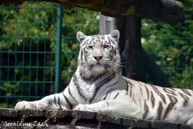 Nikita bewacht zurzeit ihr Gehege im Zoo | Foto: Geraldine Zach