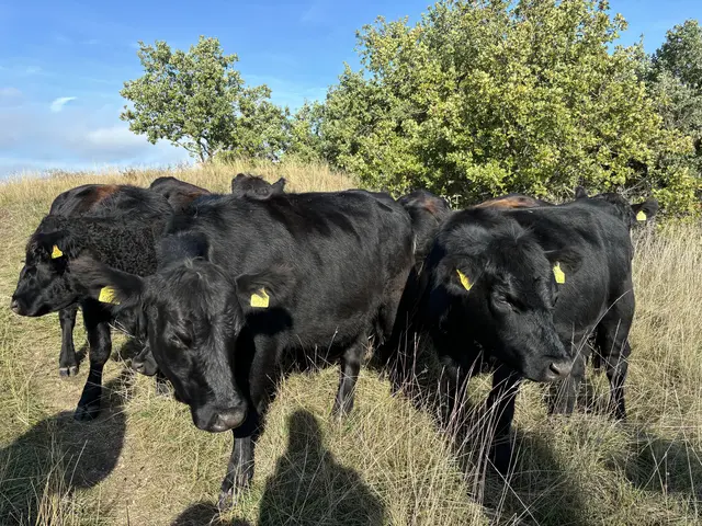 Foto: Barbara Babonitsch-Diewald