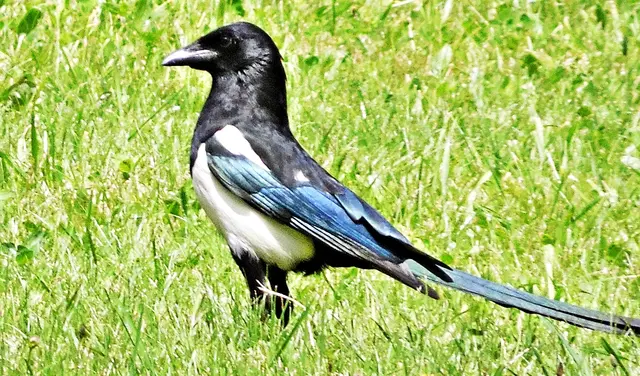 Eine lebende Elster wurde als Köder eingesetzt. | Foto: Karl B.