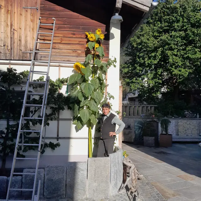 Helmut Kern vom OGV Pfunds mit seiner Sieger-Sonnenblume. | Foto: Grünes Tirol