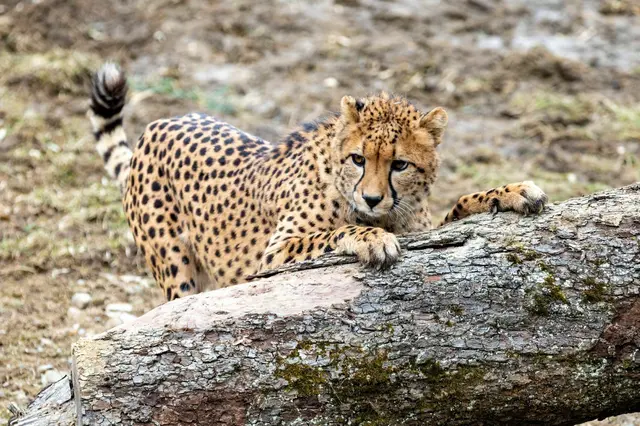 Der Tierpark Herberstein ist auch in den Herbstferien einen Besuch wert.  | Foto: Harry Schiffer