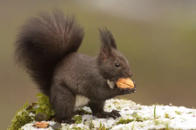 Eichhörnchen mit Walnuss; © J. Limberger