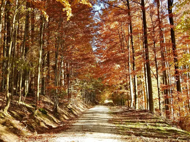 Herbstlicher Buchenwald; © H. Kurz   