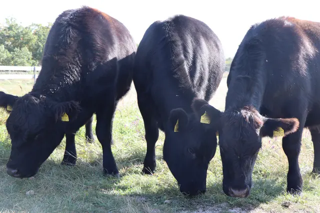 Die Angusrinder werden die sensiblen Flächen am Kogel St. Margarethen jeweils im Frühjahr und Herbst abgrasen.  | Foto: Barbara Babonitsch-Diewald