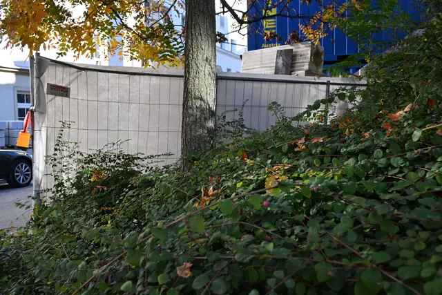 Ein Bauzaun soll die Spatzenkolonie im Feuerdorn schützen.  | Foto: BV18
