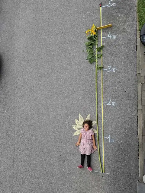 Jana Rudig-Schimpfössl mit ihrer Sonnenblume - 427 Zentimeter lang. | Foto: Grünes Tirol