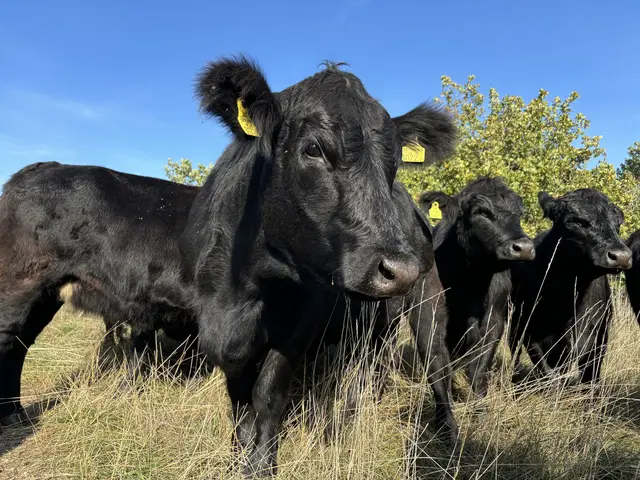 Angusrinder eignen sich ideal für Beweidungsprojekte - auch auf kargen Standorten wie Trockenrasen.  | Foto: Barbara Babonitsch-Diewald
