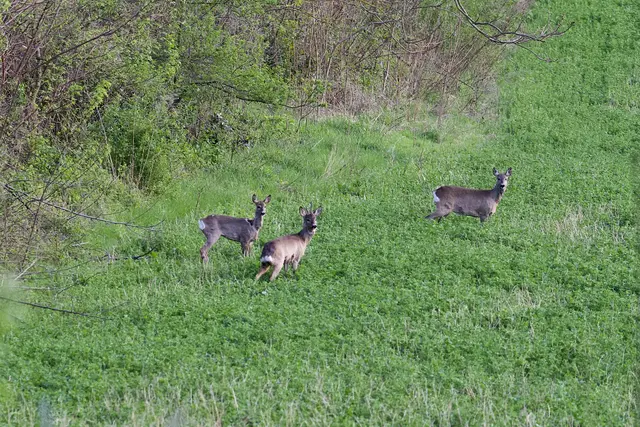 Schnell verirren sich Rehe und andere Wildtiere auf die Straße. Oft kommt es dabei zu Zusammenstößen. | Foto: Santrucek