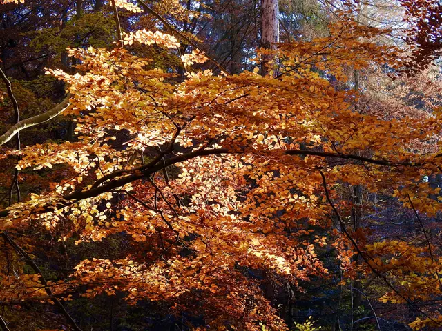 Buchen-Laub in Herbstfärbung; © H. Kurz