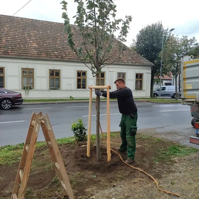 Als Ausgleich für die gefällten Bäume wurden nun drei junge Bäume gepflanzt. | Foto: Gemeinde Horitschon