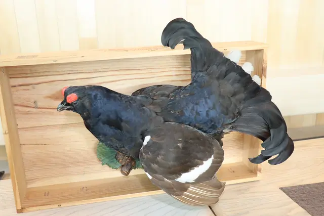 Durch das Projekt sollen Auerhühner und andere Wildtierarten besser geschützt werden. | Foto: Kendlbacher