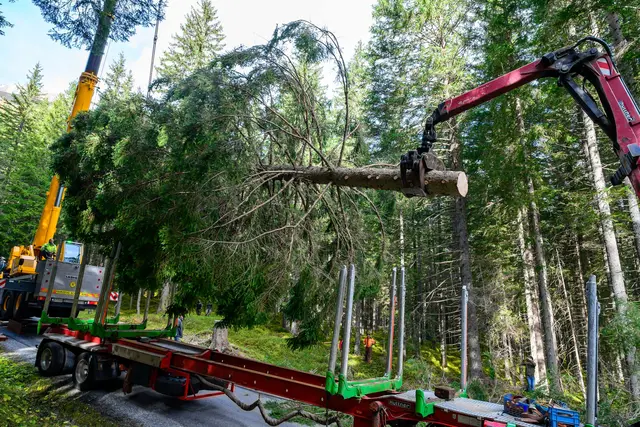 Verladen auf den Tieflader. | Foto: oebf/W. Simlinger