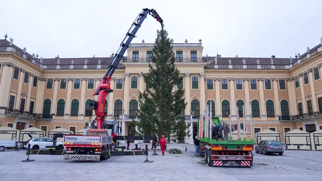 Der Christbaum für den Weihnachtsmarkt Schloss Schönbrunn kommt heuer aus Salzburg. | Foto: Andreas Pölzl/MeinBezirk