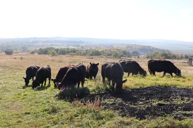 Angusrinder zeichnen sich auch für ihr ruhiges Temperament aus.  | Foto: Barbara Babonitsch-Diewald